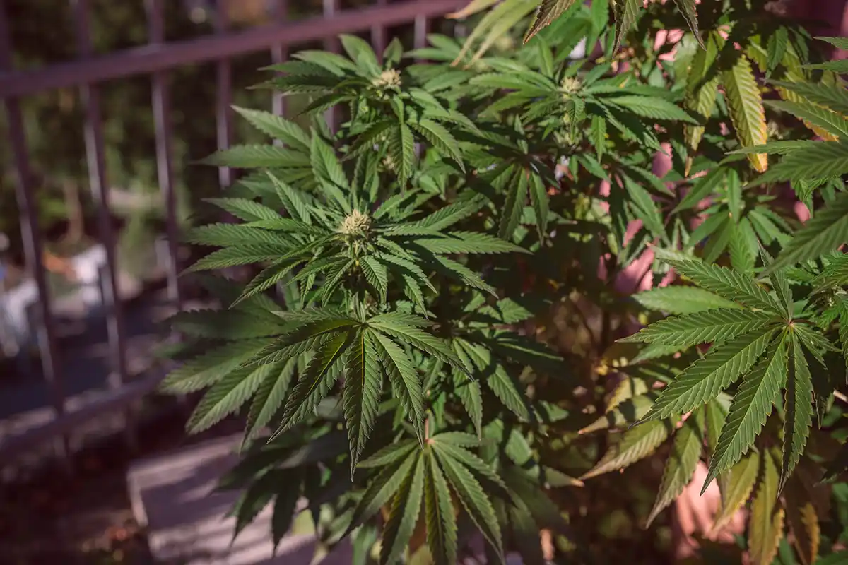 Eine vitale Cannabispflanze wächst in einem Topf auf einem Balkon. Symbolisiert den erlaubten privaten Eigenanbau von bis zu drei Pflanzen für Erwachsene.